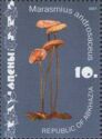 Horsehair Parachute (Marasmius androsaceus)