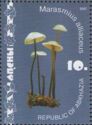Garlic Parachute (Marasmius alliaceus)