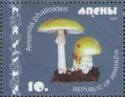 Amanita phalloides