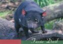 Tasmanian Devil (Sarcophilus harrisii)