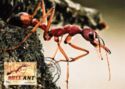 Bull Ant (Mymecia sp.)