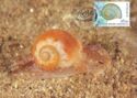 Opalized Moon Snail