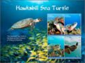 Hawksbill Sea Turtle (2)