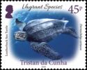 Leatherback Sea Turtle (Dermochelys coriacea)