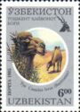 Bactrian Camel (Camelus bactrianus ferus)