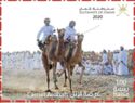 Camel Ardhah