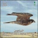 Peregrine Falcon (Falco peregrinus)