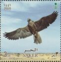 Saker Falcon (Falco cherrug)