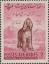 Afghan Hound (Canis lupus familiaris)