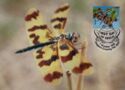 Graphic Flutterer (Rhyothemis graphiptera)