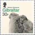 Barbary Macaques (Macaca Sylvanus)