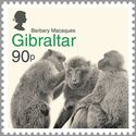 Barbary Macaques (Macaca Sylvanus)