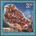 Little Owl (Athene noctua)