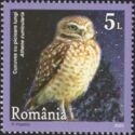 Burrowing Owl (Athene cunicularia)