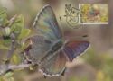 Bathurst Copper Butterfly (Paralucia spinifera)