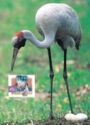 Brolga (Grus rubicunda)