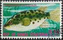 Green Pufferfish (Tetraodon fluviatilis)