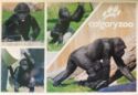 Gorilla (Gorilla gorilla) - Calgary Zoo