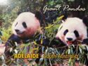 Adelaide. Adelaide Zoo. Giant Panda (Ailuropoda melanoleuca)