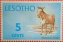 Basotho Pony (Equus ferus caballus)
