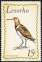Greater Painted-snipe (Rostratula benghalensis)