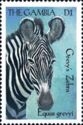 Grevy's Zebra (Equus grevyi)
