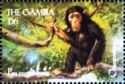 Chimpanzee (Pan troglodytes)