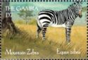 Mountain Zebra (Equus zebra)