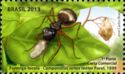 Weaver Ant (Camponotus senex textor)