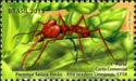 Leafcutter Ant (Atta sexdens)