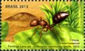 Red Ant (Solenopsis saevissima)