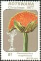 Haemanthus magnificus