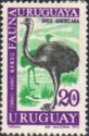 Greater Rhea (Rhea americana)