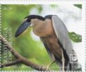 Boat-billed heron (Cochlearius cochlearius)