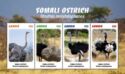 Somali Ostrich (Struthio molybdophanes)