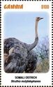 Somali Ostrich (Struthio molybdophanes)