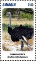 Somali Ostrich (Struthio molybdophanes)