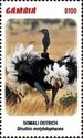 Somali Ostrich (Struthio molybdophanes)