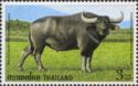 Water Buffalo (Bubalus bubalis)