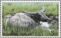 Water Buffalo (Bubalus bubalis)