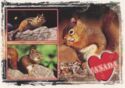 Squirrels - Canada