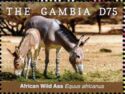 African Wild Ass (Equus africanus)