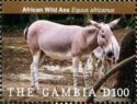 African Wild Ass (Equus africanus)