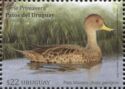 Yellow-billed Pintail (Anas georgica)