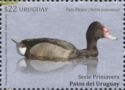 Rosy-billed Pochard (Netta peposaca)