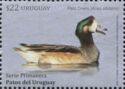 Chiloe Wigeon (Anas sibilatrix)