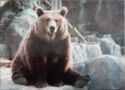 Brown Bear (Ursus arctos)
