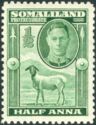 George VI, Black-headed Somalisheep (Ovis orientalis aries)