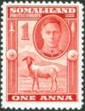 George VI, Black-headed Somalisheep (Ovis orientalis aries)