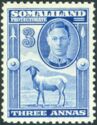 George VI, Black-headed Somalisheep (Ovis orientalis aries)